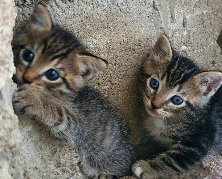 Beautiful Cats