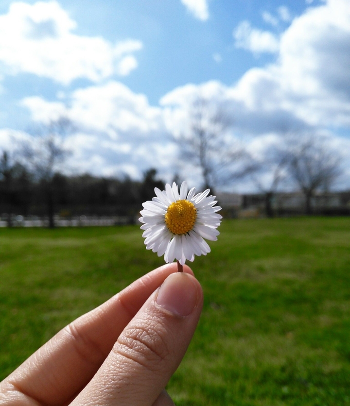 daisy