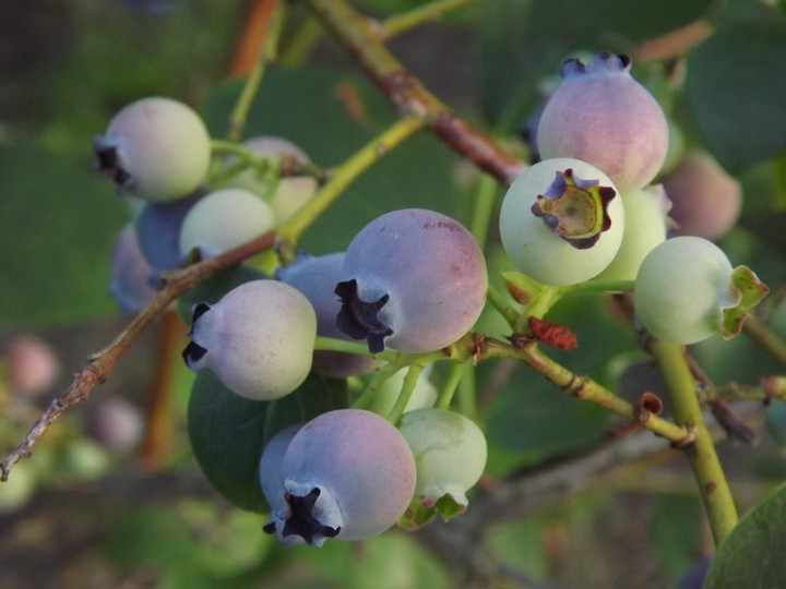 Berries