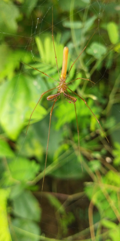 vegetation, insect wallpapers
