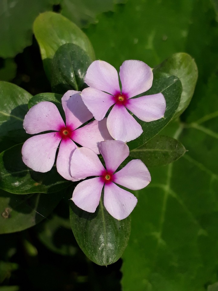 3 flowers