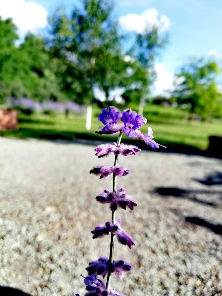 Lavender