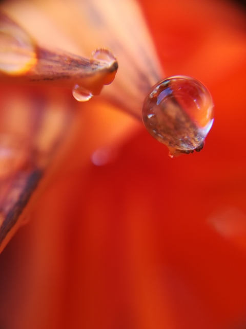 Orange rain drop