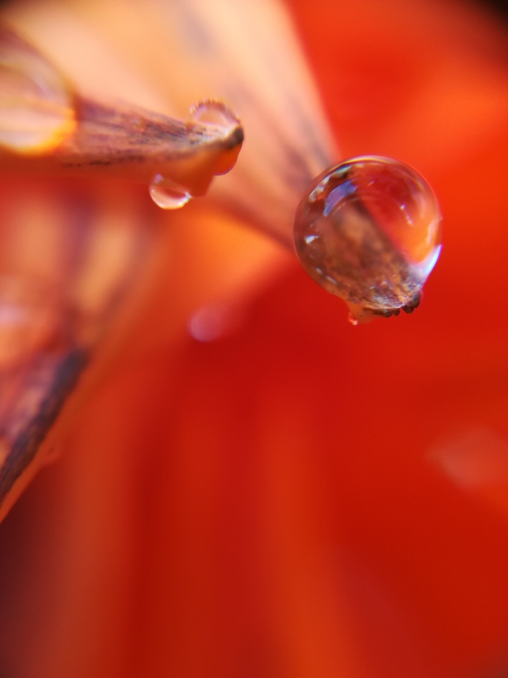 Orange rain drop