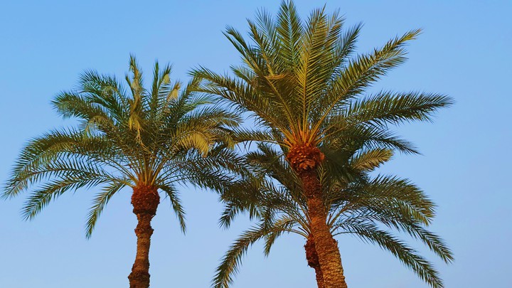 Palm