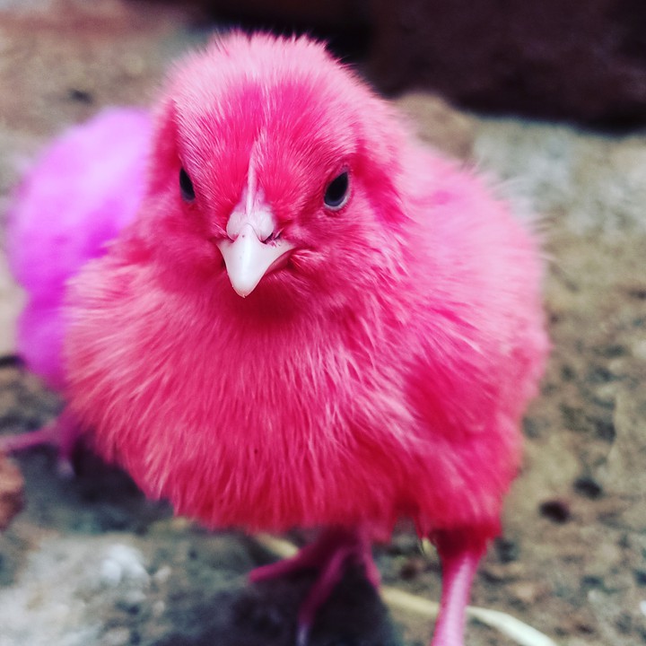 Nice Chicken