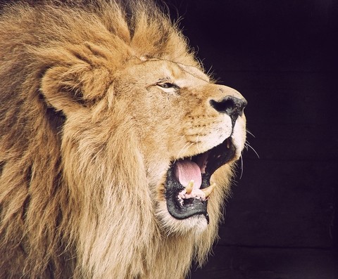 Roaring Lion