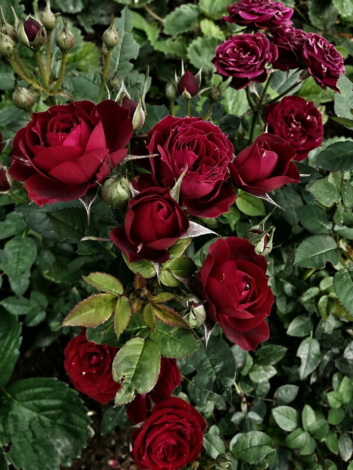 Roses