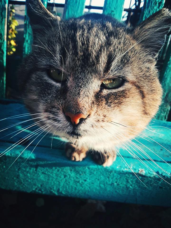 the cat in village