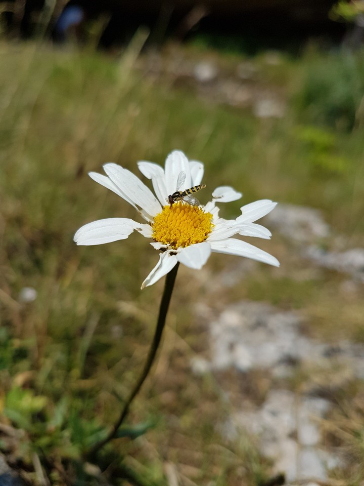 wildflower..