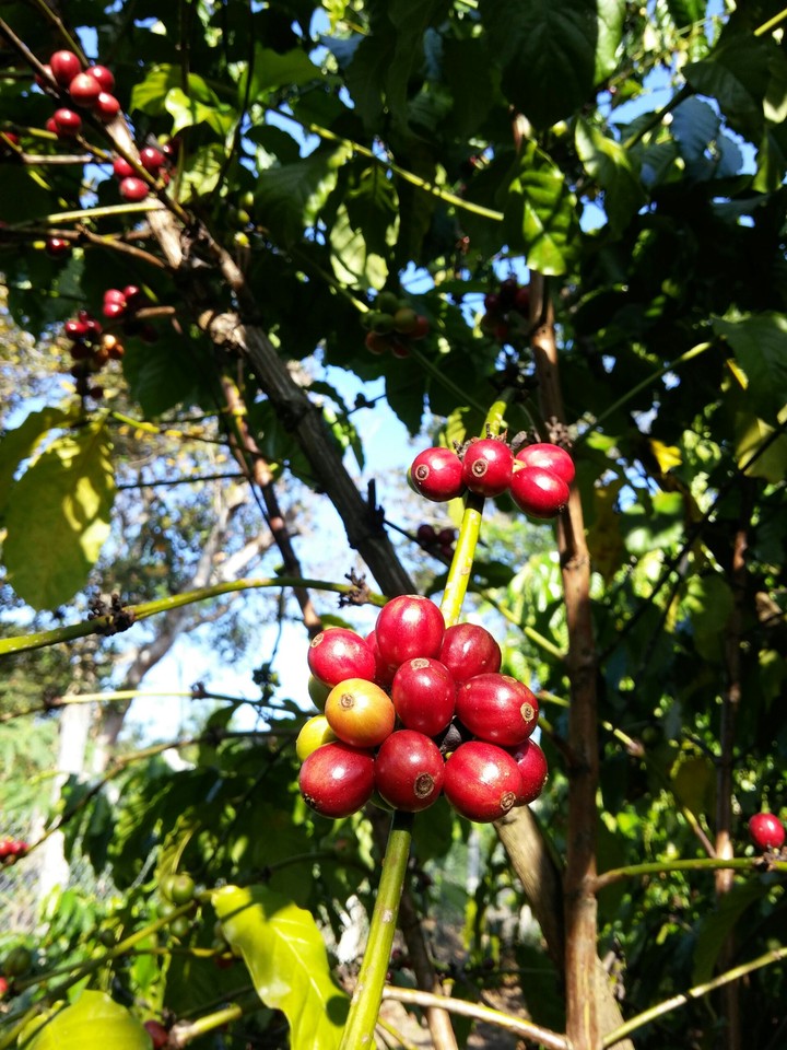 Coffee at Cat Tien National park