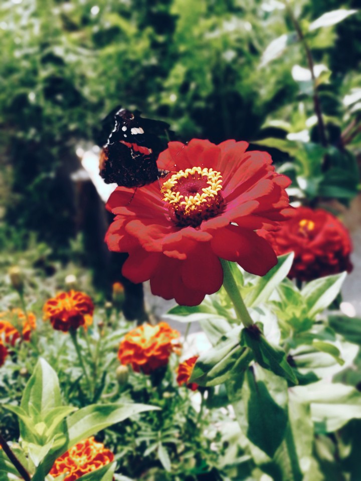 flower