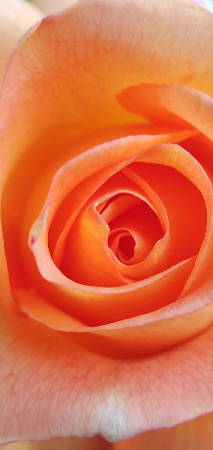 Orange fleur
