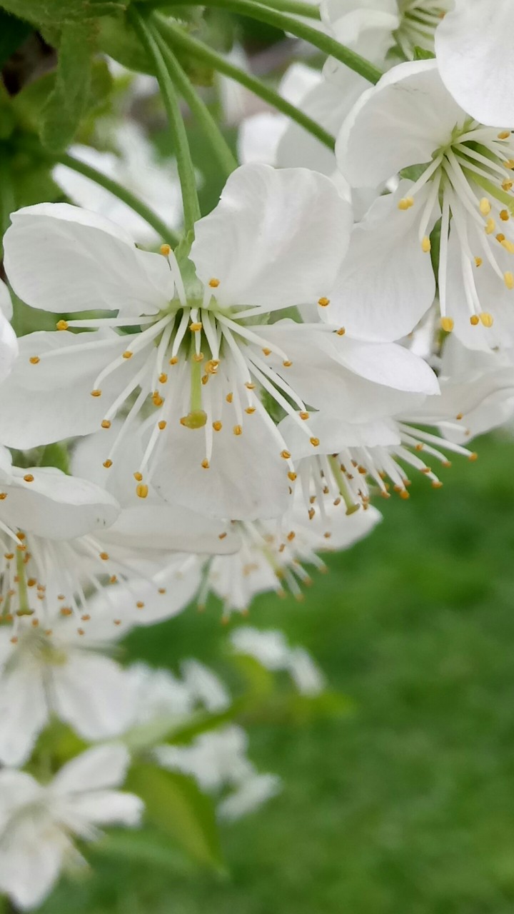 Green spring