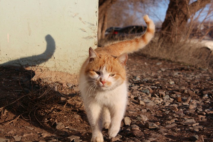 A cat. Part 3