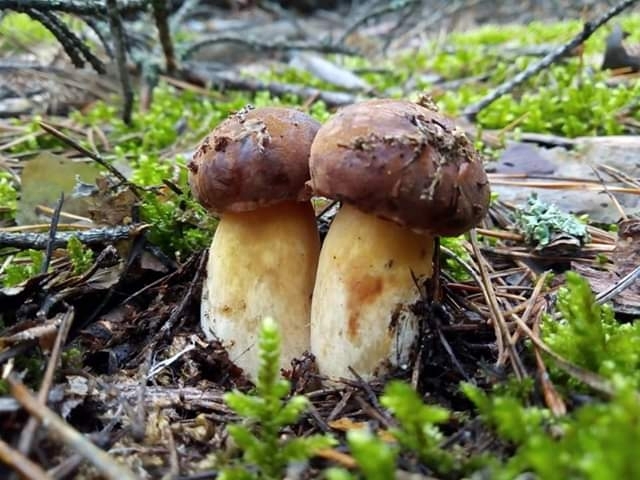 mushrooms