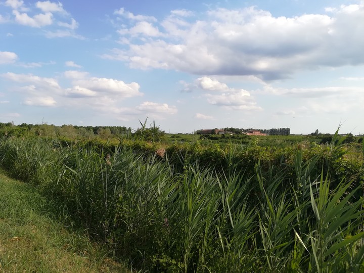 fields