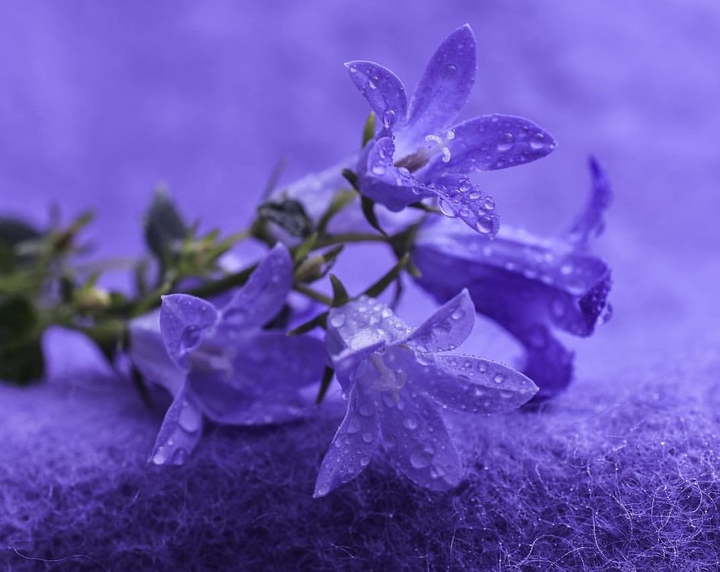 purple