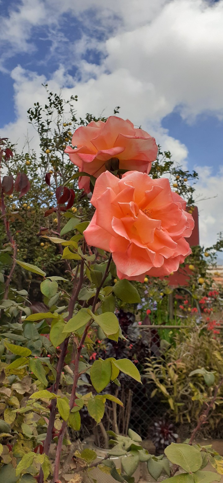 Bella flor