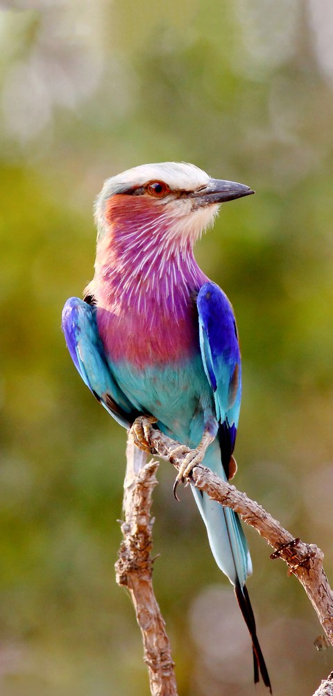 bird