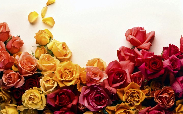 roses