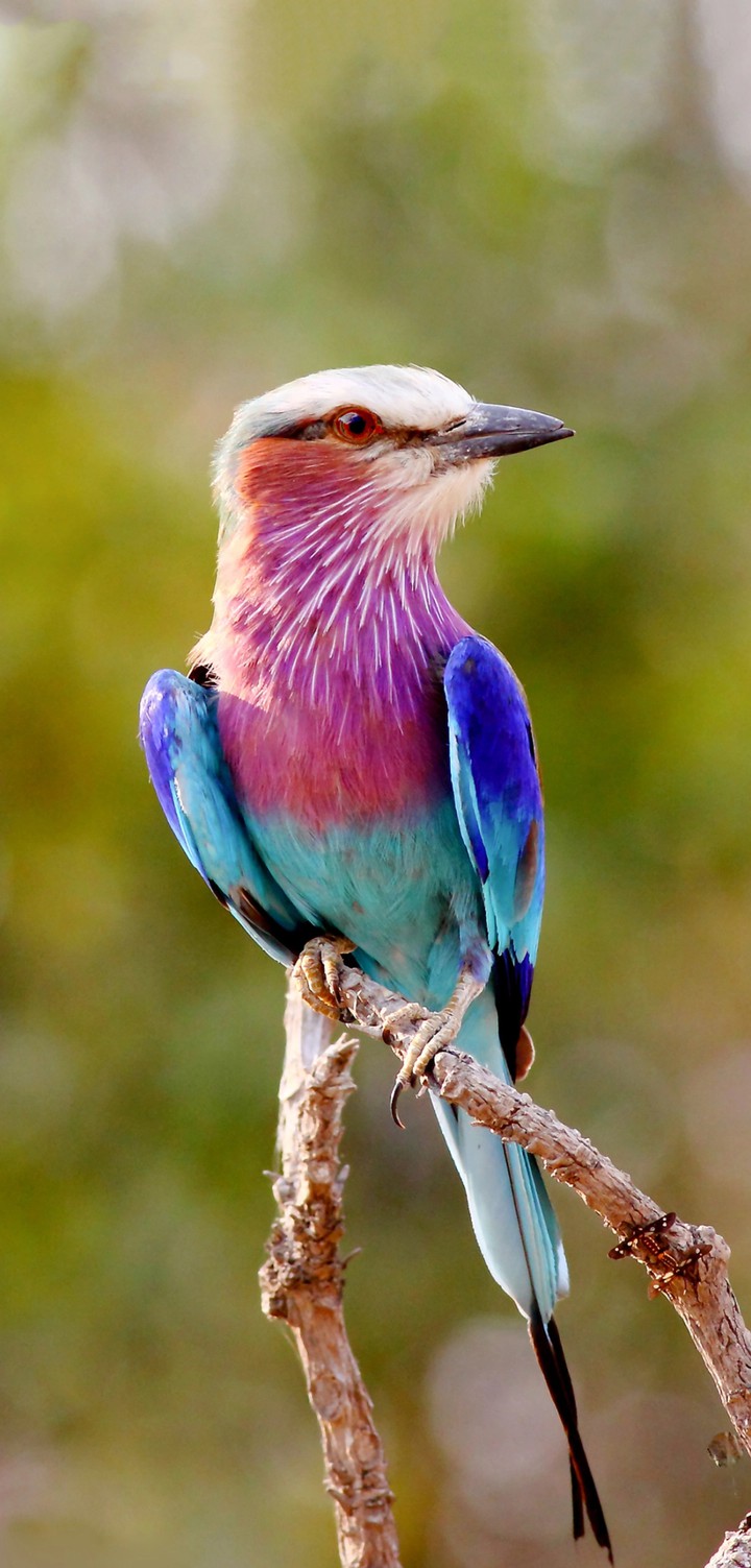 bird