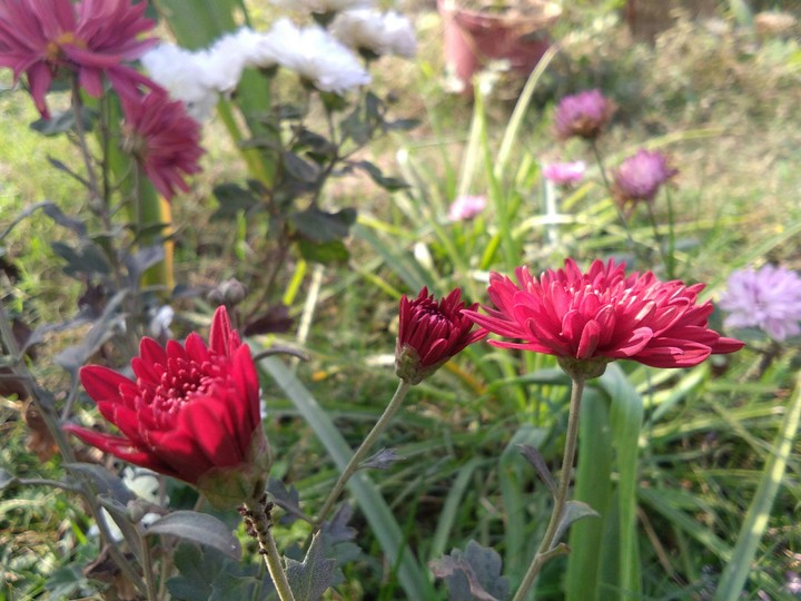 flower