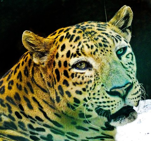 roaring cheetah