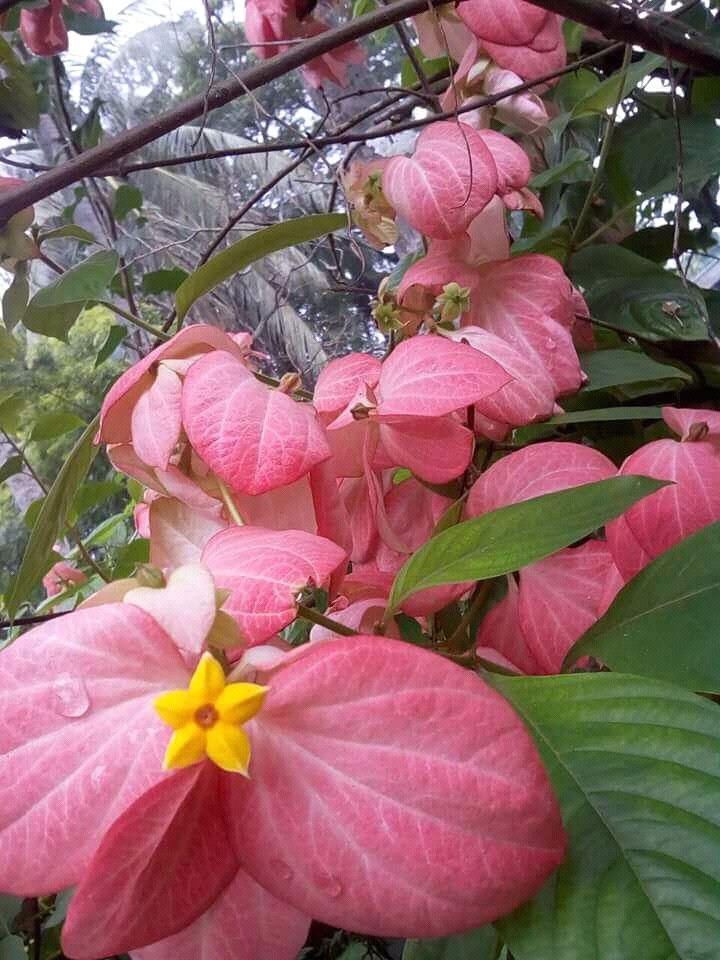 colourful flower