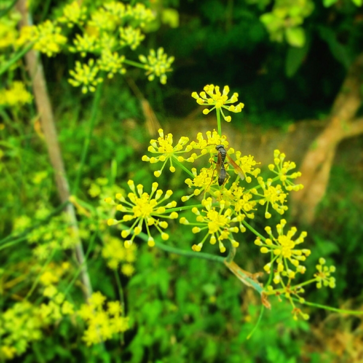 Nature Life