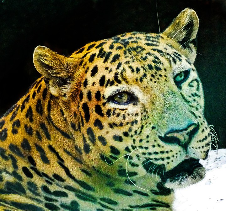 roaring cheetah