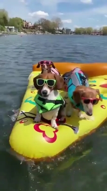 dogs on raft