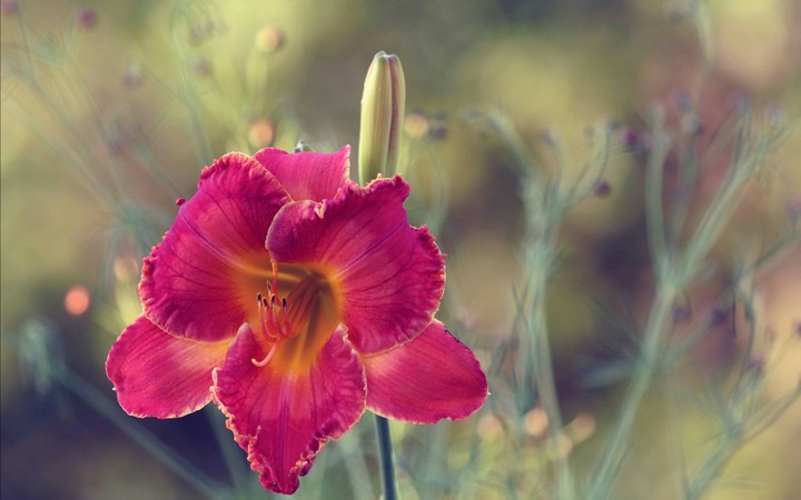 lily
