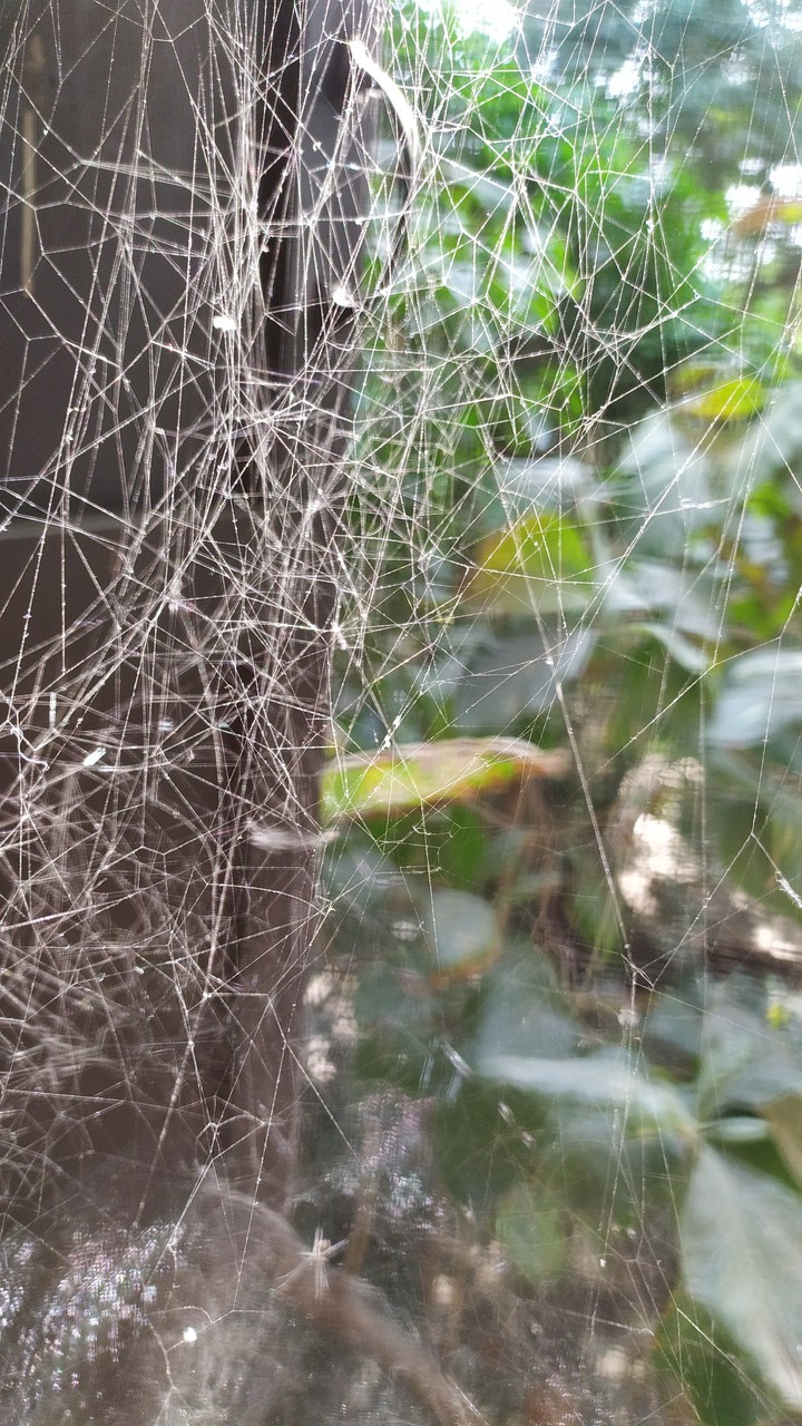 spiderweb