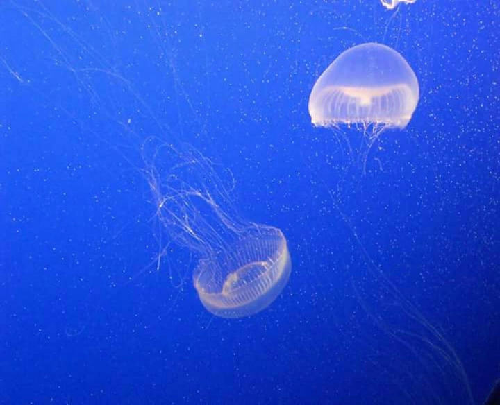 jellyfish