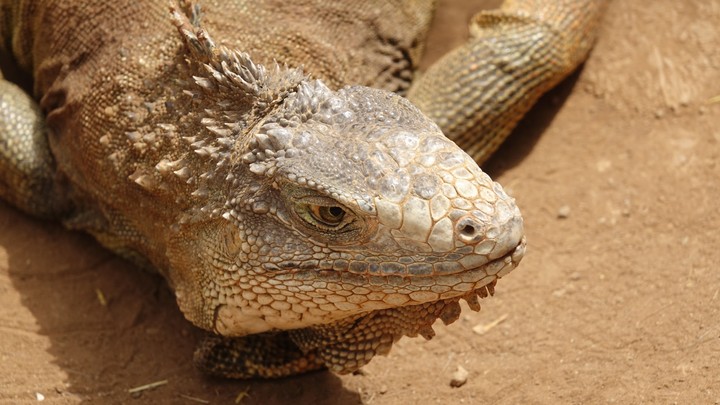 iguana