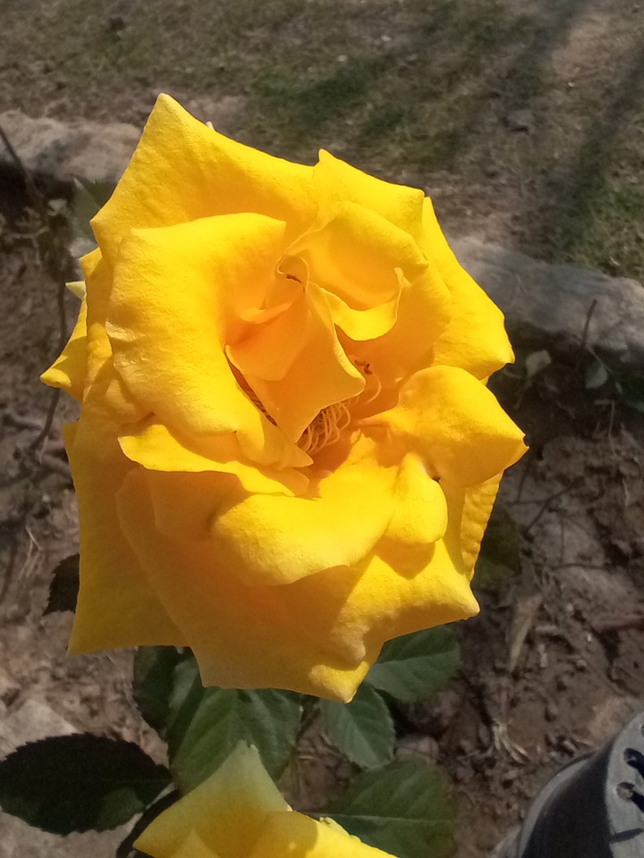 yellow flower