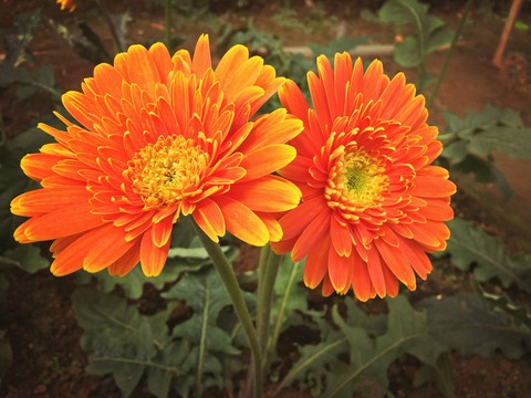 flower