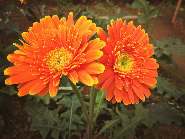 flower