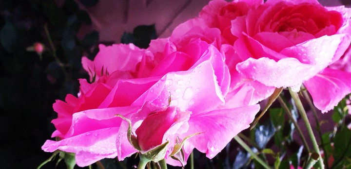 Water on my petals
