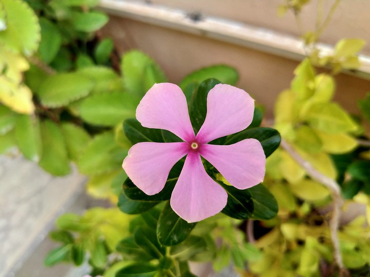 Flower