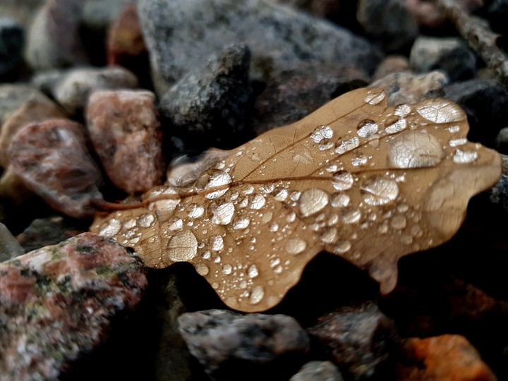 drops