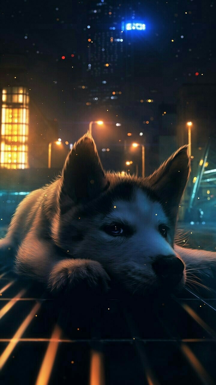 wolf animal