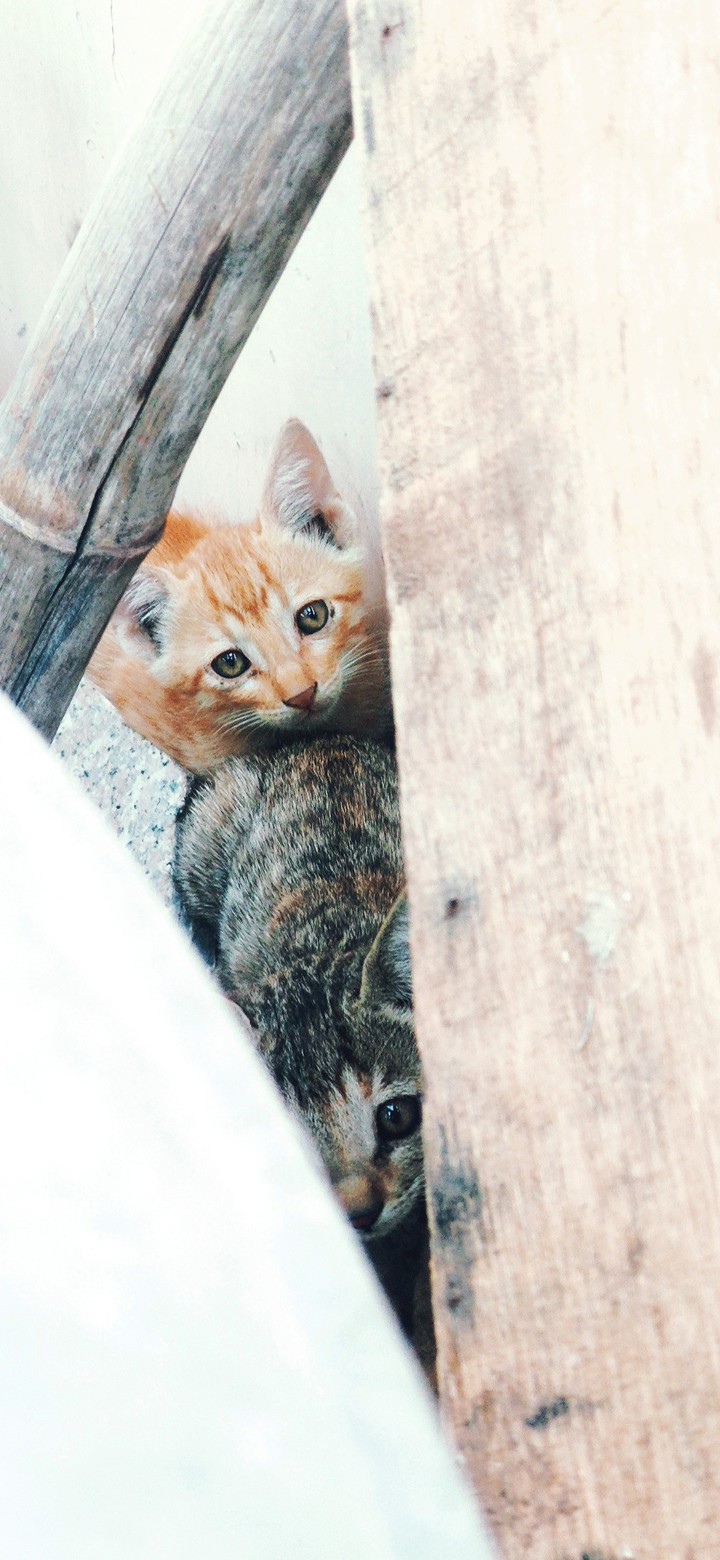 cat is for love. ❤️