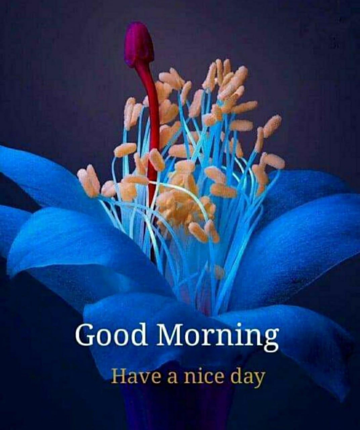 good morning