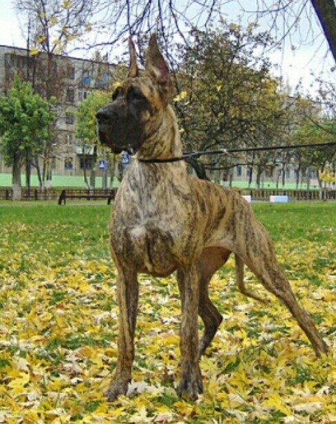 Осенний дог