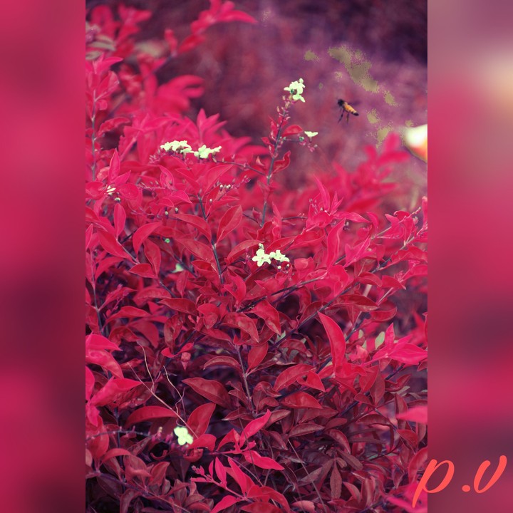 red photography pv