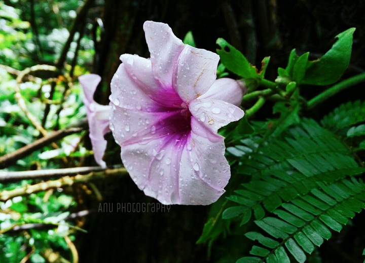 joungle Flower