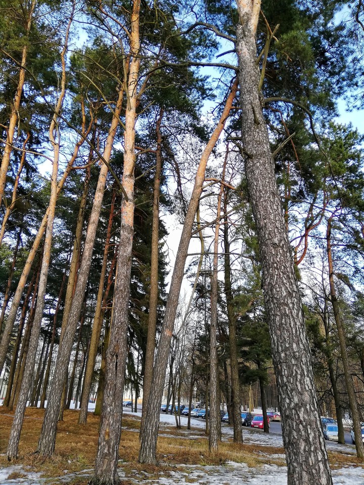 spring forest