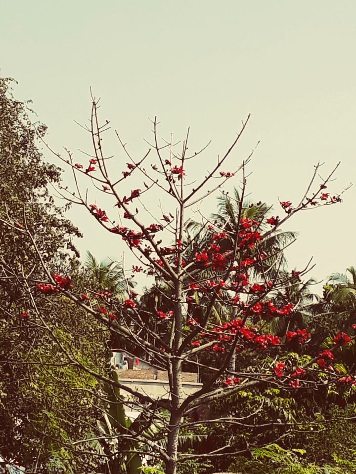 tree only with flower